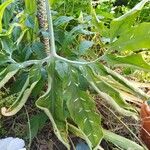 Dracunculus vulgaris Feuille