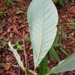 Williamodendron glaucophyllum Leaf