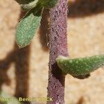 Echium tuberculatum Corteza