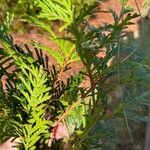 Chamaecyparis thyoides Листок