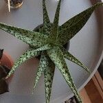 Aloe rauhii Лист