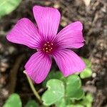 Oxalis brasiliensis