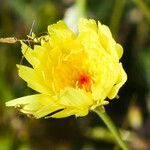 Malacothrix glabrata Flower