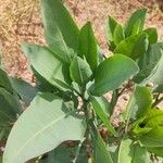 Nicotiana glauca Leaf