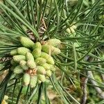 Pinus rigida 花