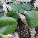 Microgramma vacciniifolia 葉