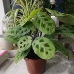 Maranta leuconeuraBlatt