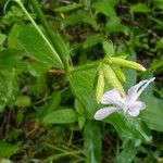 Saponaria officinalisപുഷ്പം