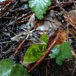 Scoliopus bigelovii Květ