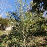 Melaleuca alternifolia Yaprak