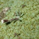 Erigeron patagonicus Hábito