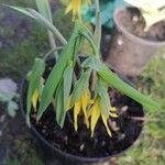 Uvularia grandiflora Floare