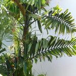 Ptychosperma macarthurii Hoja