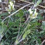 Astragalus hamosus 葉