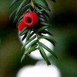 Taxus baccata Fruto