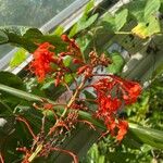 Clerodendrum speciosissimum Fleur