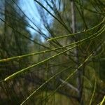 Casuarina glauca Levél