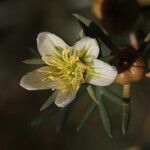 Peganum harmala Flower