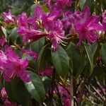 Rhododendron amesiae
