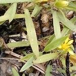 Pectis prostrata Hoja