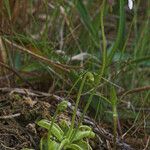 Pinguicula pumila 整株植物