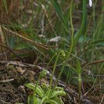 Pinguicula pumila Habitus