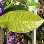 Petrea volubilis Leaf