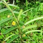 Chamaecrista nictitans Çiçek