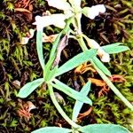 Dorycnium pentaphyllum फूल
