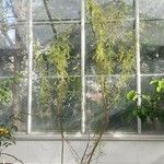 Acacia farnesiana عادت داشتن