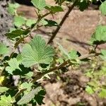 Ribes roezlii Leaf