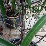 Ficus spp. പുറംതൊലി