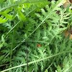 Tanacetum macrophyllum Leaf