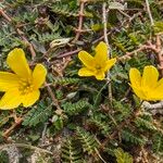 Tribulus cistoides Çiçek