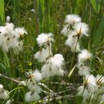 Eriophorum latifolium 果実