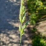 Bromus hordeaceusപുഷ്പം