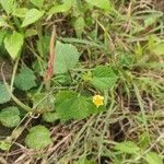 Sida cordata Frunză