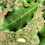 Leea guineensis Leaf
