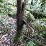 Acanthophoenix rubra Bark