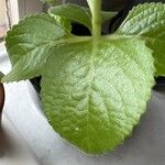 Coleus caninus Leaf