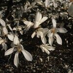 Magnolia × proctoriana Kukka