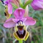 Ophrys tenthredinifera Цвят