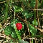 Potentilla indicaПлід