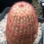 Echinocereus rigidissimus 叶