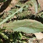 Crepis conyzifolia Blatt