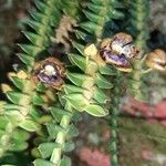 Dichaea morrisii Leaf