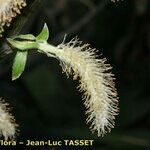 Salix pedicellata Fruit