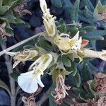 Teucrium montanum Floare