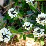 Arabis ciliata Fleur