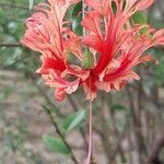 Hibiscus schizopetalus 花